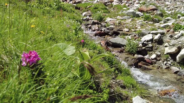 Calm stream in the mountains, Alpine rose, grass and stones alt