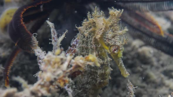 A seahorse resting on some seaweed swaying in the ocean current alt