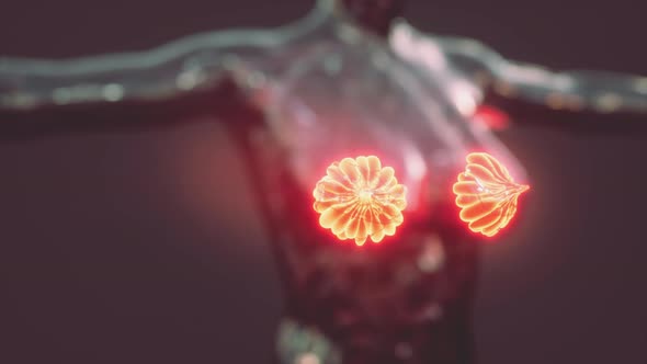 Science Anatomy of Human Body with Glow Mammary Gland alt