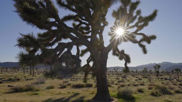 Sun Rays Getting Through Branches of a Joshua Tree (Aka Yucca Palm) in Joshua Tree National Park alt