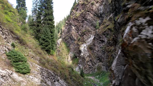 Coniferous Green Trees in the Gorge with the River alt