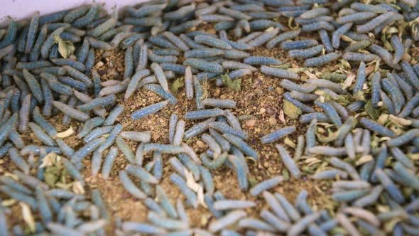 Blue and White Worms for Fishing. Bait and Fish Food alt