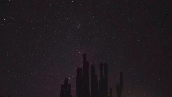 Cactus Against Night Sky with Stars Timelapse