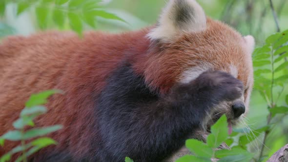 Macro close up of cute sleepy red bear cat or red panda wake up in tree in the morning,4K alt