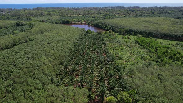 Palm Oil Tree Plantation view and rubber plantation from above alt