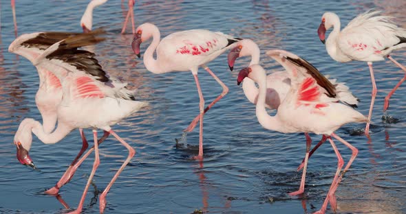 Lots of pink flamingos start running away, the shore of Walvis Bay, 4k alt