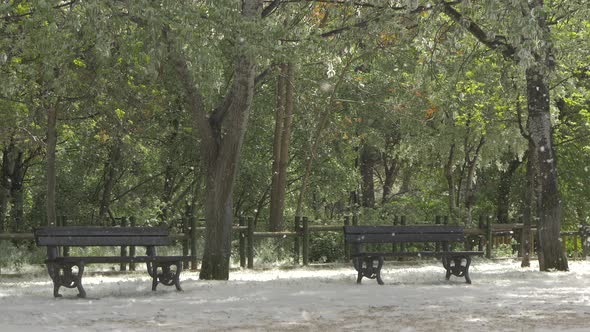 Poplar fluff in a park alt