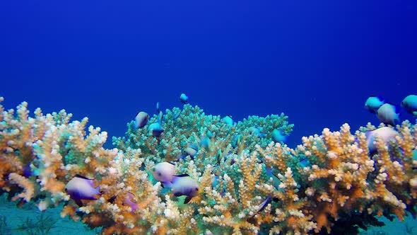 Tropical Blue Sea Colorful Fish, Stock Footage | VideoHive