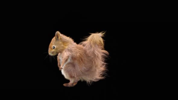 78 Squirrel Dancing HD alt