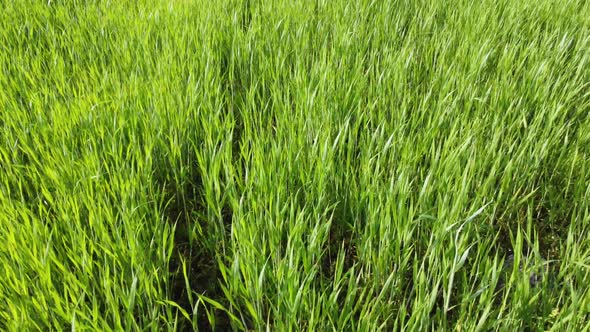 agriculture. green field of early wheat at sunset sunset sunlight movement. green grass sways