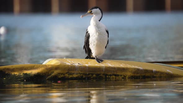 A static slow motion shot of a cormorant grooming itself in the sun. alt