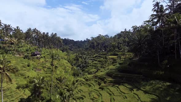 Aerial Rice Terraces On Bali
