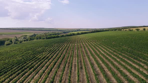 Agriculture Concept Taking Video with Drone of a Large Green Field in the Middle of a Sunny Day alt