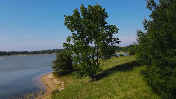 Wind blowing through the trees at the nature reserve. alt