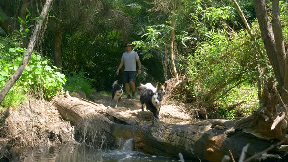 A man hiking with his dogs on a trail alt