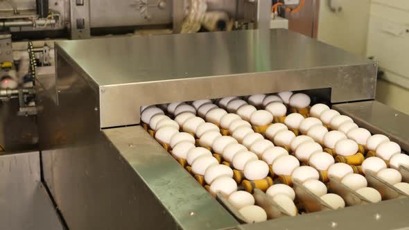 Chicken eggs on conveyor belt in food production factory alt
