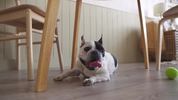 A Tired French Bulldog Resting on a Chill Floor with a Tennis Ball