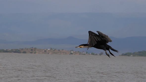 980361 White-Breated Cormorant, phalacrocorax carbo lucidus, Adult in Flight, Baringo Lake in Kenya, alt