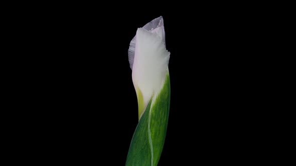Time Lapse of Flowering White Iris on a Black Background Beautiful White Flower Video  alt
