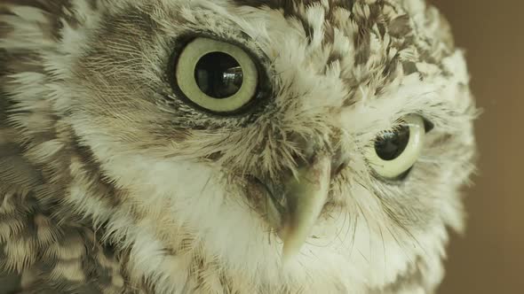 EXTREME CLOSE UP, Burrowing owl watching something off camera alt