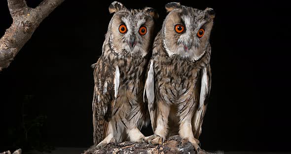 Long Eared Owl, asio otus, Adults, Pair, Normandy in France, Real Time 4K alt