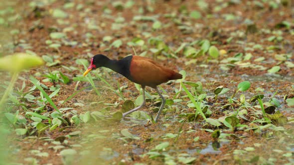 Striking marsh bird, wattled jacana standing on quagmire surrounded by peat vegetations, slowly and alt