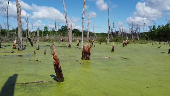 Aerial Flying Through Large Swamp in Forest alt