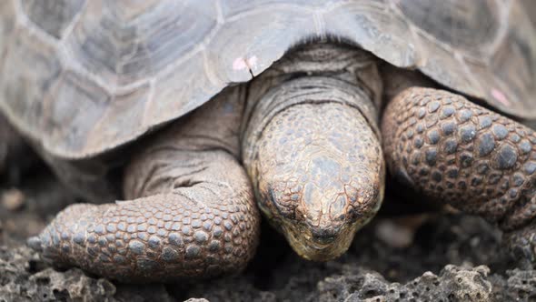 Front View Of Giant Galapagos Tortoise At Charles Darwin Research Station On Santa Cruz Island. Slow alt