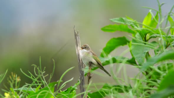 Common Whitethroat alt