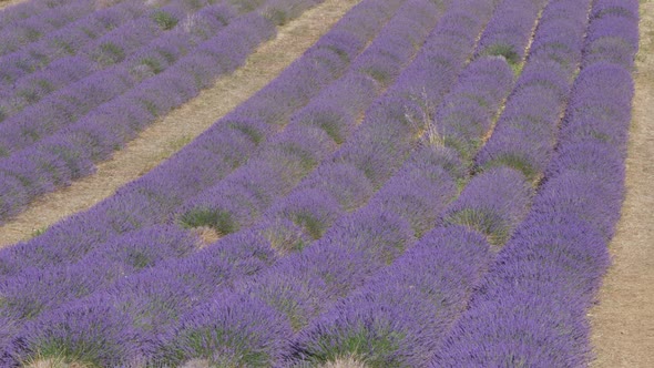 Lavender and Sunflower Fields in La Provence France