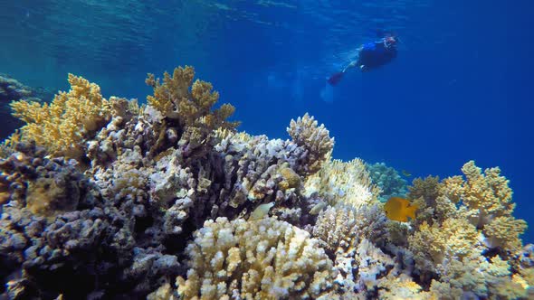 A Snorkler and Coral Reef alt