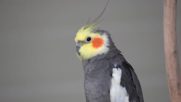 Side View Of Cockatiel Bird Looking In The Distance. - close up alt