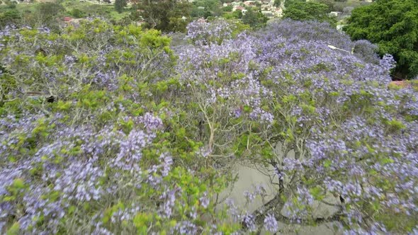 Aerial View of Drone Flying Over Blooming Jacaranda Trees