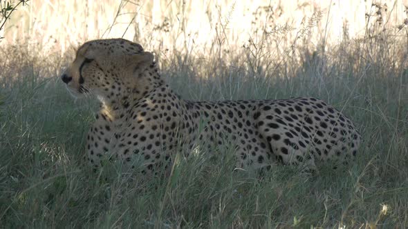 Close up view of a sleepy cheetah alt