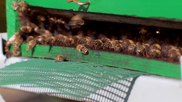 Swarm of Honey Bees flying around the beehive. Returning to the apiary after they collected pollen. alt