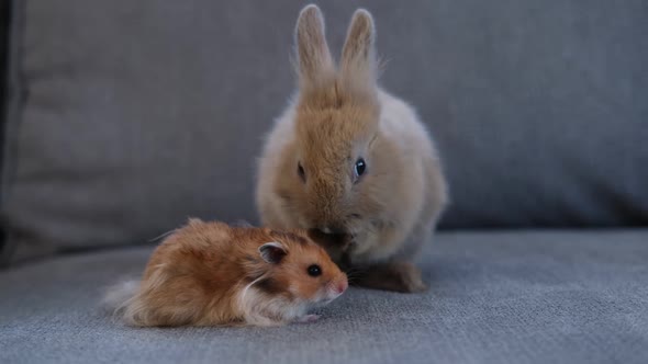 Dwarf Rabbit Sits Washing on the Sofa Next to the Hamster Animal Friendship Concept