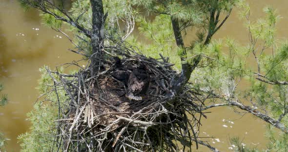 Looking down into a nest with two baby bald eagles and one gets up to poop over the side of the nest alt