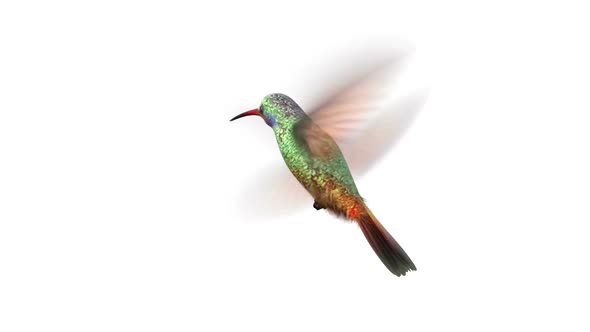 Humming Bird Rotating