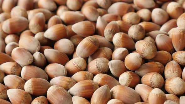 Ripe hazelnuts on the table close-up slow tilt 4K 2160p 30fps UHD footage - Heap of Corylus avellana alt