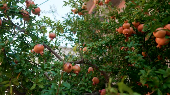 Unripe Pomegranate on Tree Branches alt