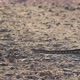 Snake Slithers Across A Dirt Trail Near Boise, Idaho - VideoHive Item for Sale