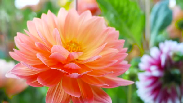 Orange Chrysanthemum In The Garden Close Up  alt