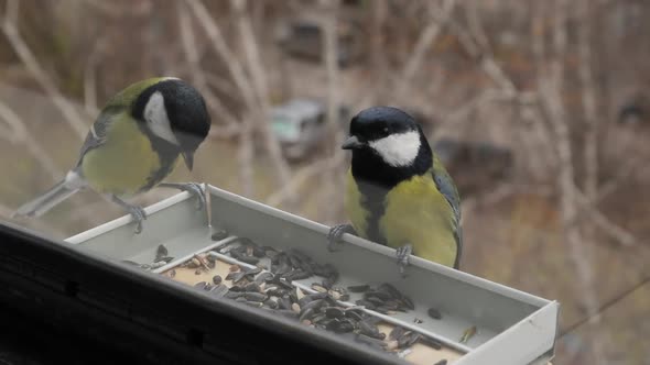Great tits eating from feeder outside the window