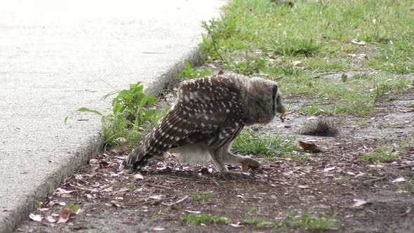  Young Barred Owl Plays With A Caterpillar