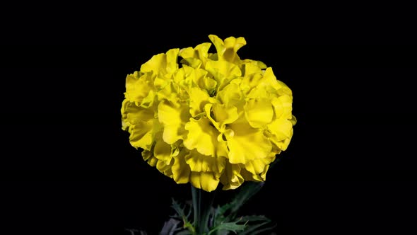 Yellow Flower Tagetes Blooming in Time Lapse on a Black Background. Globular Marigold Flower  alt