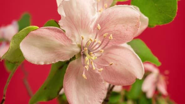 Quince Fruit Flower Blossom Timelapse on Red alt