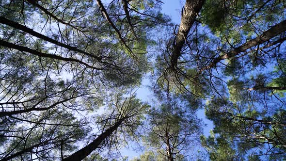 Looking directly up into trees at sunrise