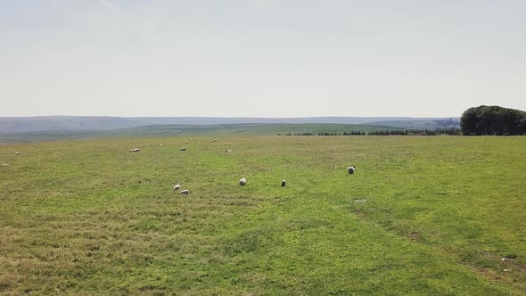 Aerial view of farmland with livestock grazing. Ascending drone footage from fields with sheep on it alt