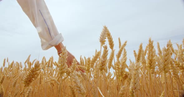 Female Hand Touch Caress Wheat Rye Harvest in Sun