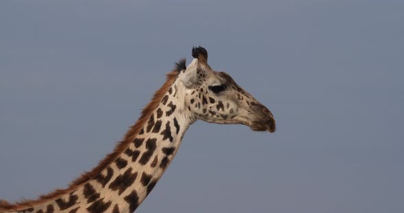Masai Giraffe, giraffa camelopardalis tippelskirchi, Portrait of Adult, Masai Mara Park in Kenya alt